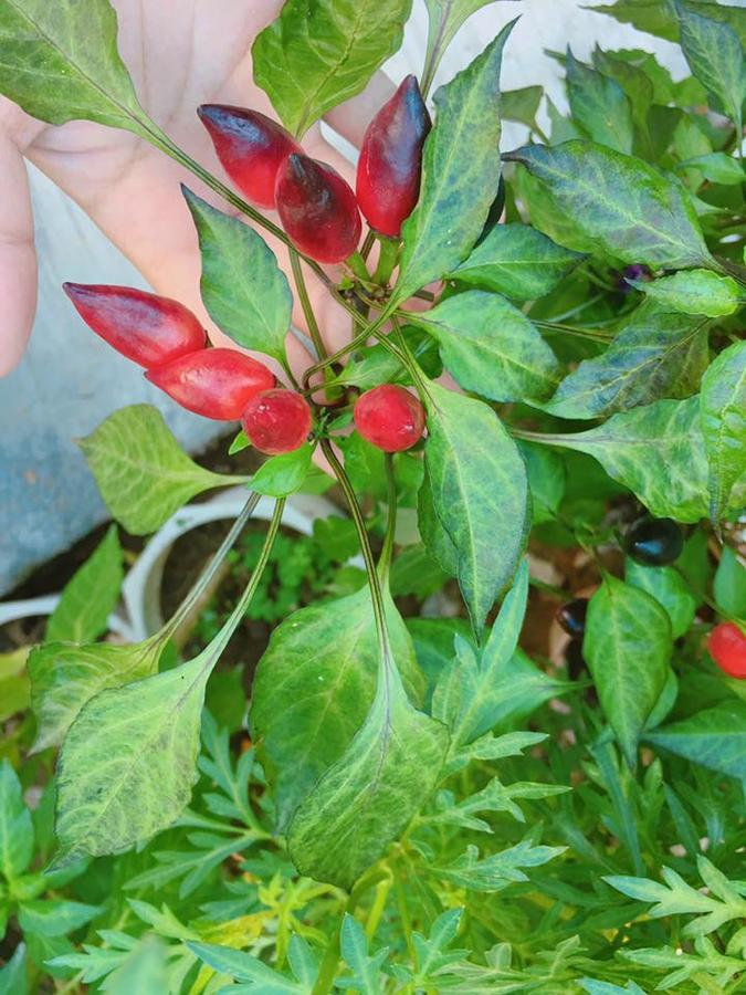 Countryside Garden Homestay Hoi An Esterno foto