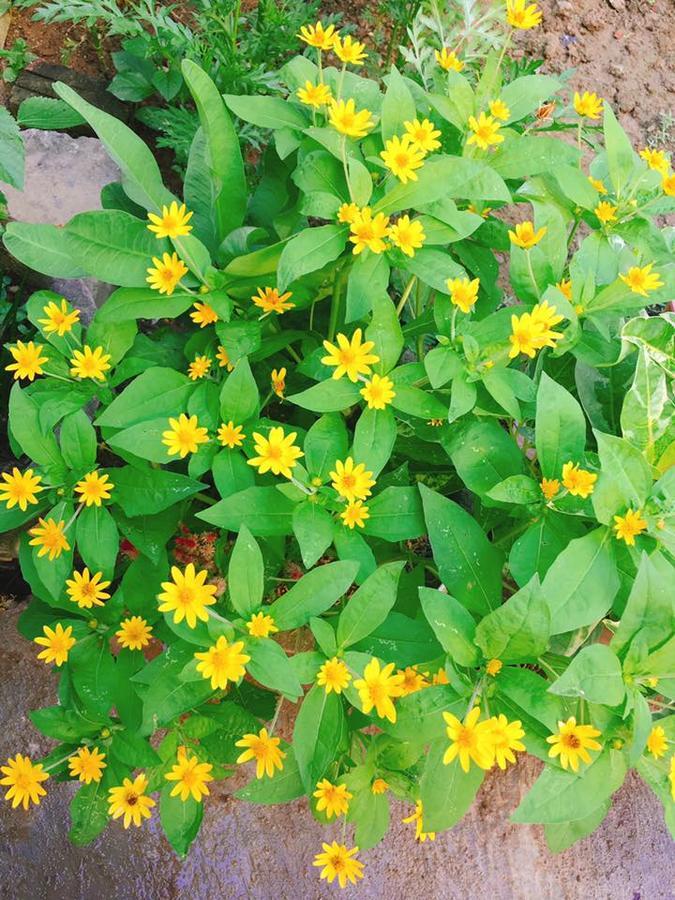 Countryside Garden Homestay Hoi An Esterno foto